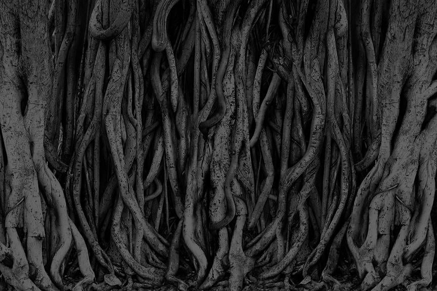 Temple Banyan <br> Wallpaper Mural