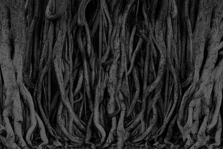 Temple Banyan <br> Wallpaper Mural