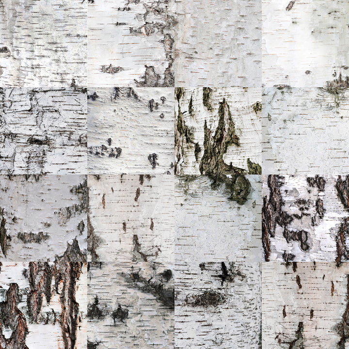 Birch Bark Ombré <br> Wallpaper Mural