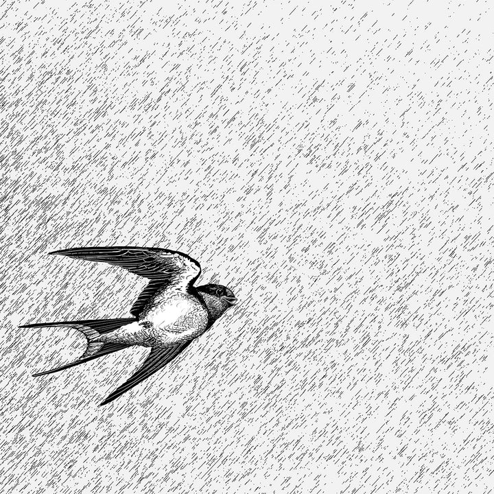 Flit - Nocturne <br> Wallpaper Mural