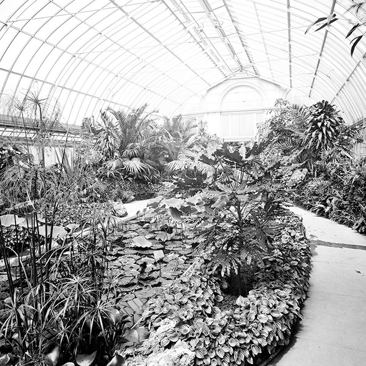Belle Isle Conservatory <br> Vintage Detroit - The Detroit Wallpaper Co.