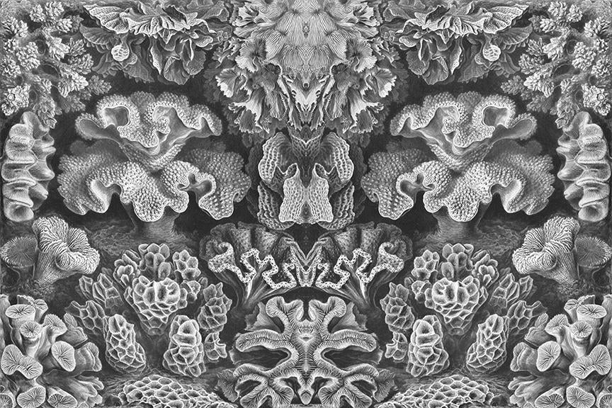 Coral Study Mural <br> Great Wall - Trendy Custom Wallpaper | Contemporary Wallpaper Designs | The Detroit Wallpaper Co.