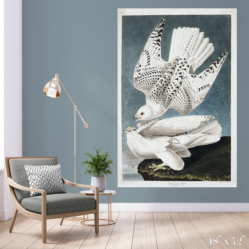 Iceland Falcons Colossal Art Print - Trendy Custom Wallpaper | Contemporary Wallpaper Designs | The Detroit Wallpaper Co.