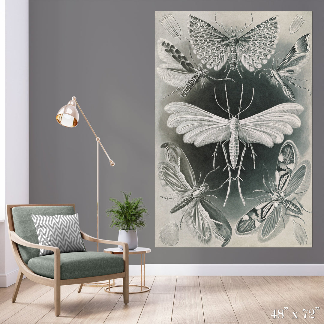 Moth Study Colossal Art Print - Trendy Custom Wallpaper | Contemporary Wallpaper Designs | The Detroit Wallpaper Co.