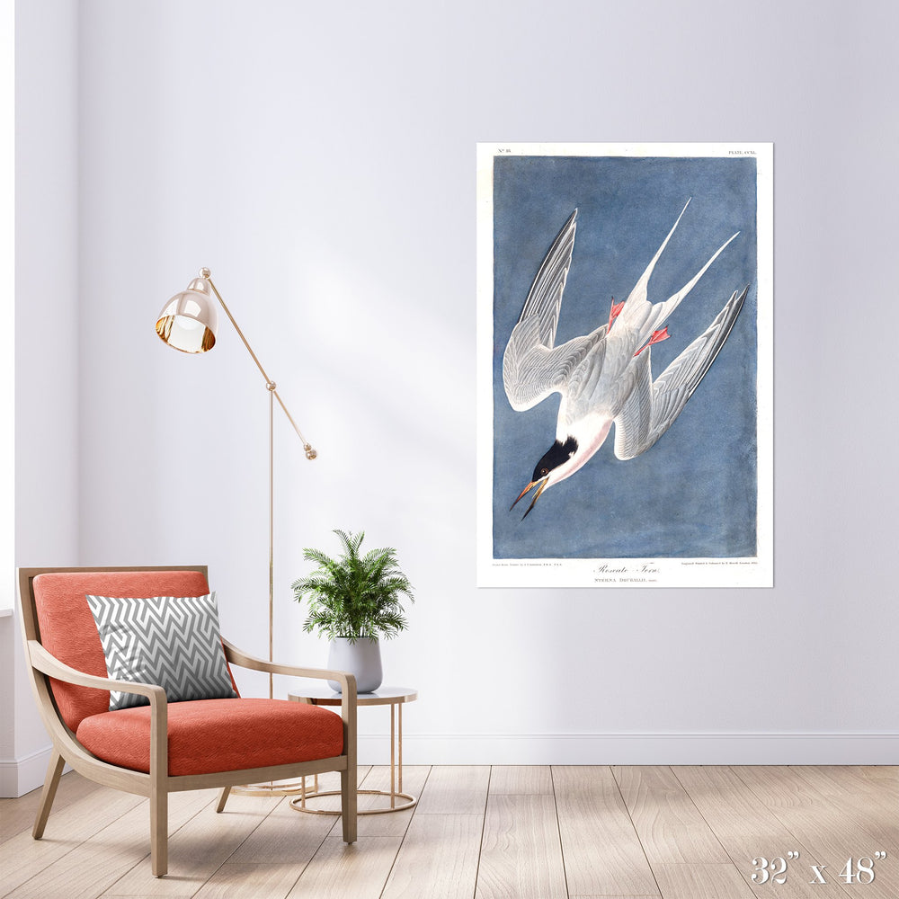 Roseate Tern Colossal Art Print - Trendy Custom Wallpaper | Contemporary Wallpaper Designs | The Detroit Wallpaper Co.