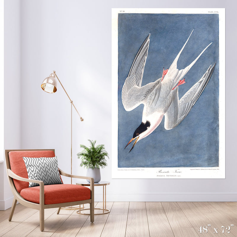 Roseate Tern Colossal Art Print - Trendy Custom Wallpaper | Contemporary Wallpaper Designs | The Detroit Wallpaper Co.