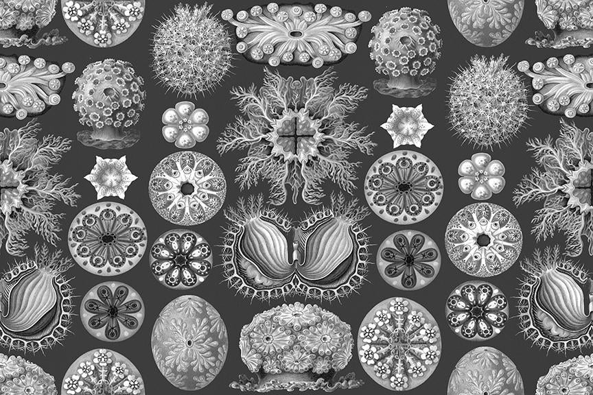 Tunicata Mural <br> Great Wall - Trendy Custom Wallpaper | Contemporary Wallpaper Designs | The Detroit Wallpaper Co.