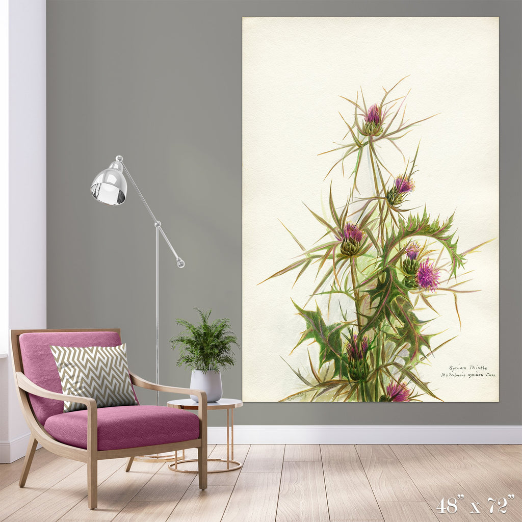 scottish thistle wallpaper